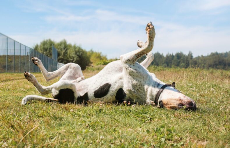 OTC Allergy Meds for Dogs