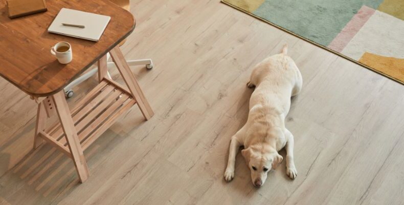 How to Protect Hardwood Floors from Dog Scratches (Without Giving Up Your Floors)