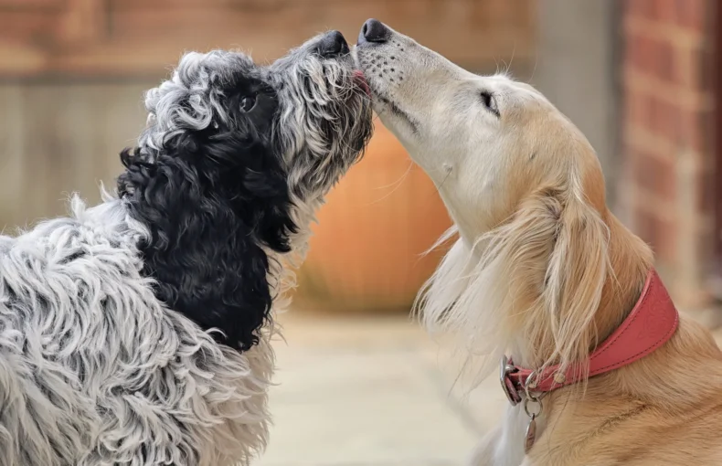 How To Introduce Dogs – Whole Dog Journal