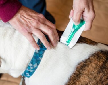 Top Effective Flea Control Options for Multi-Dog Households: Strategies for Pet Owners Top Effective Flea Control Options for Multi-Dog Households: Strategies for Pet Owners