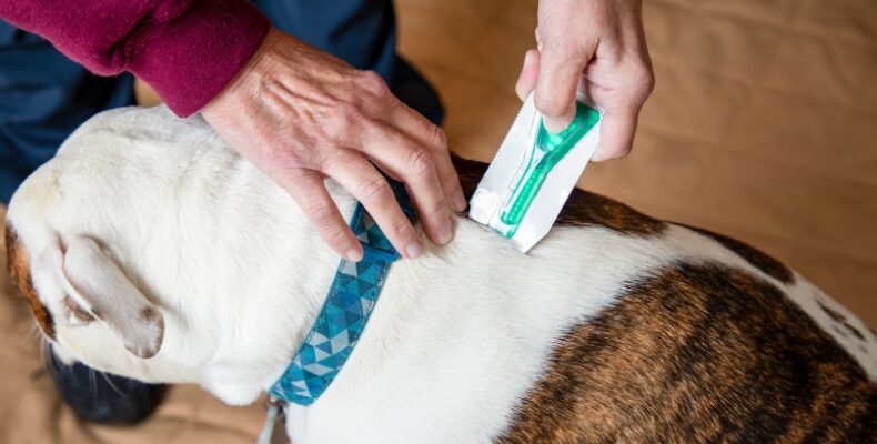 Top Effective Flea Control Options for Multi-Dog Households: Strategies for Pet Owners
