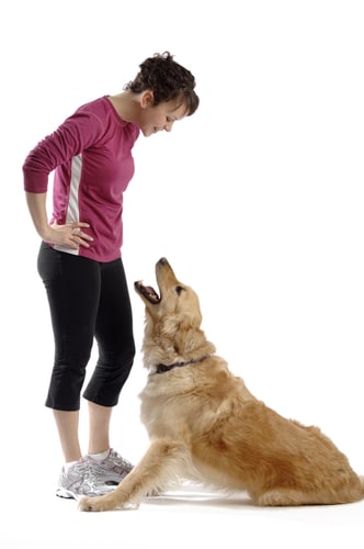 Why Yelling at Your Dog Doesn’t Work (And What Actually Does) – SitDropStay