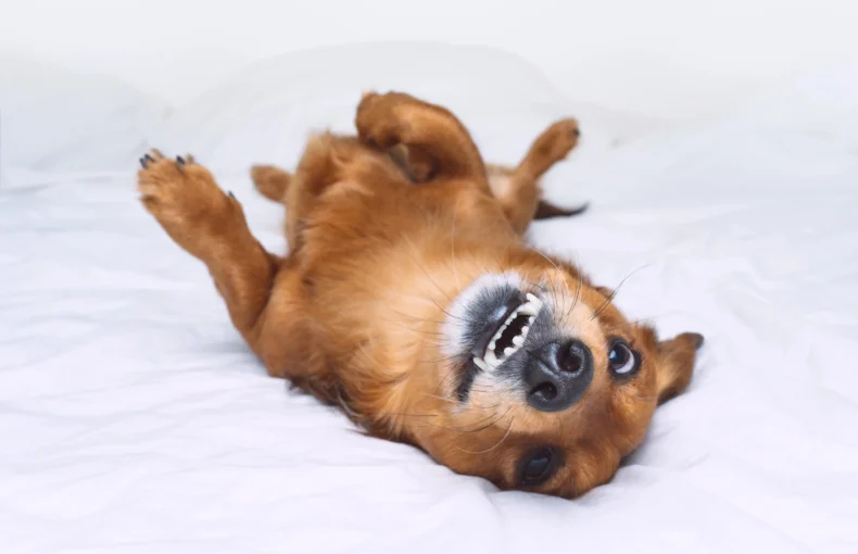 9 Things Dogs Do When They’re Overtired: The Wild Signs They Need A Nap