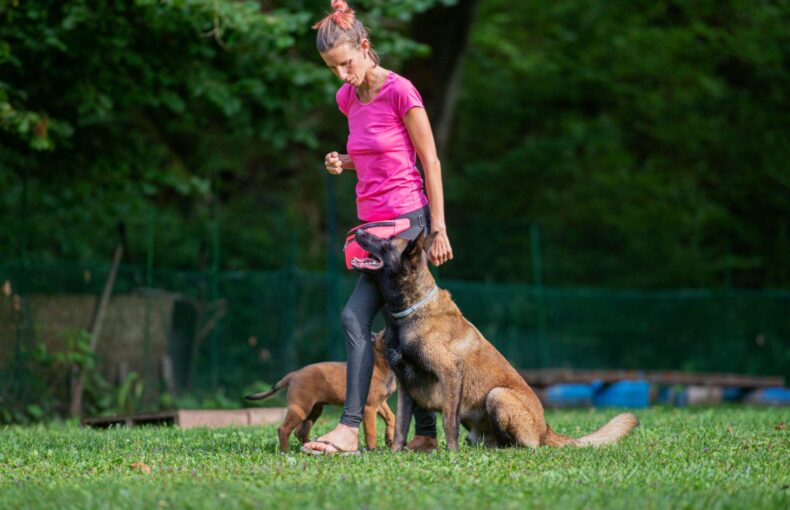 What You Need to Know: Intermediate Dog Training