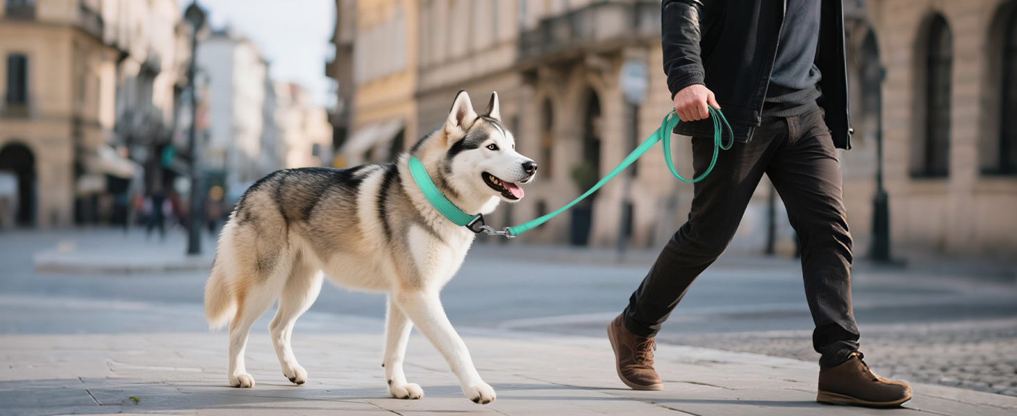 dog collar and leash set