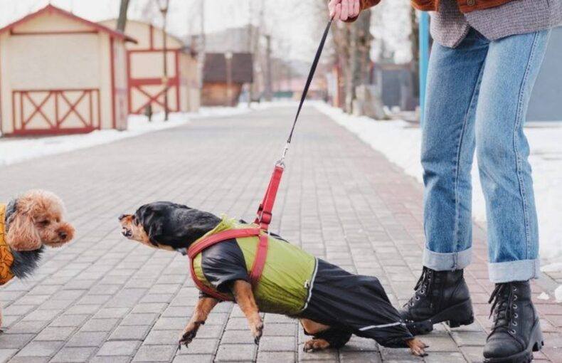 Using Treats for Reactive Dogs: Do They Really Help?