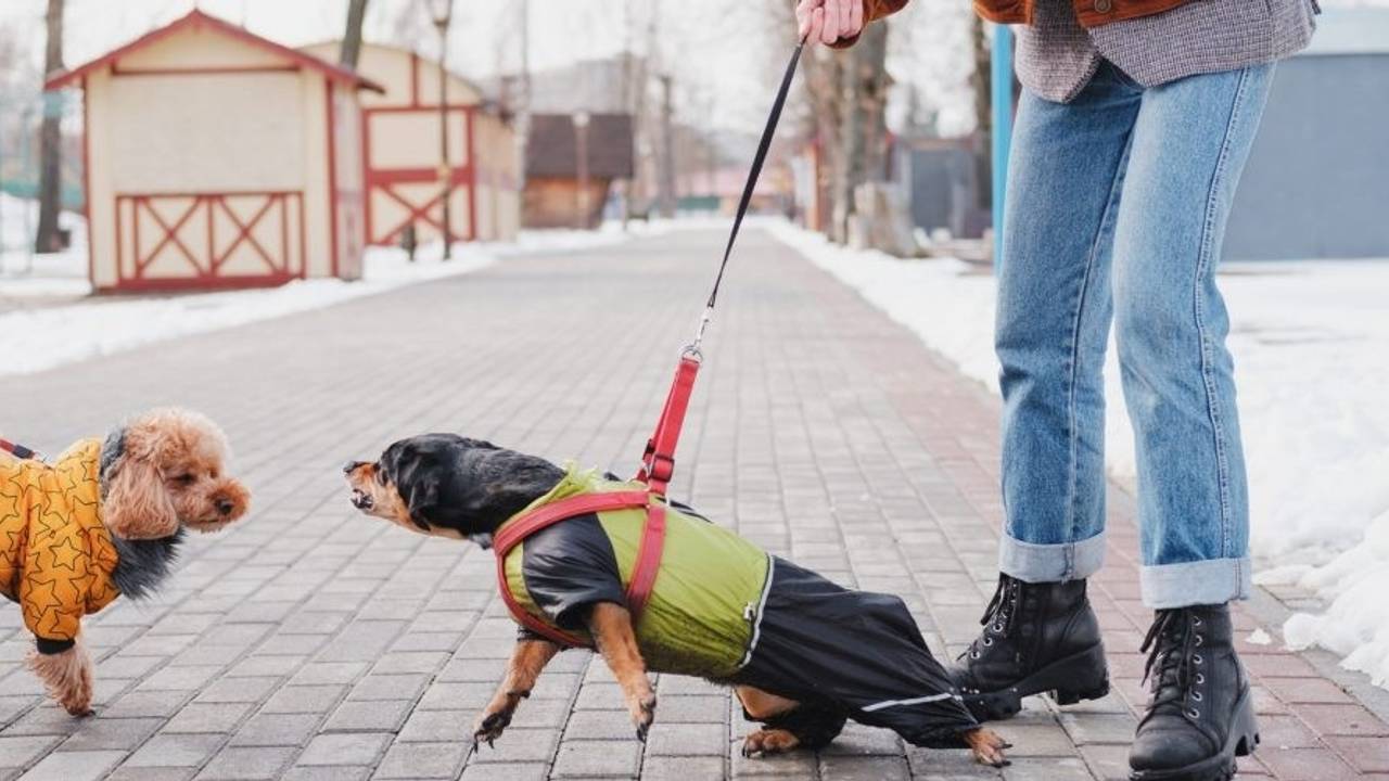 Using Treats for Reactive Dogs: Do They Really Help? Using Treats for Reactive Dogs: Do They Really Help?