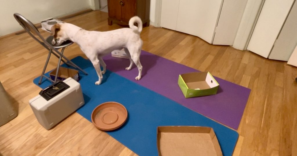 Nosework Revisited: Learning to Keep My Dog Safe Nosework Revisited: Learning to Keep My Dog Safe