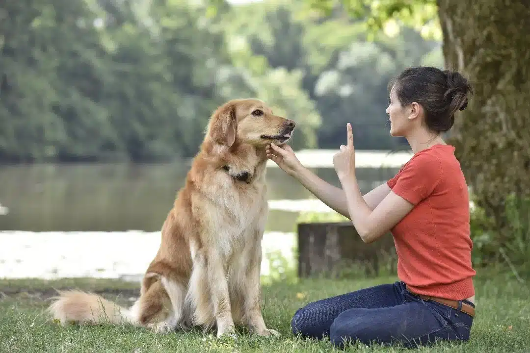 Dog Behaviour Training Adelaide: When Training Isn’t Enough – SitDropStay