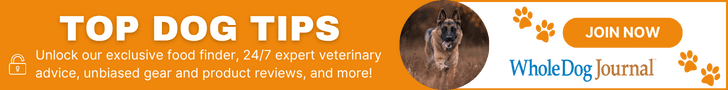 Wet food or dry food: which is better for your dog?
