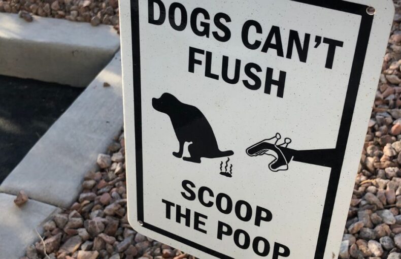 A Guide to Managing Dog Poop