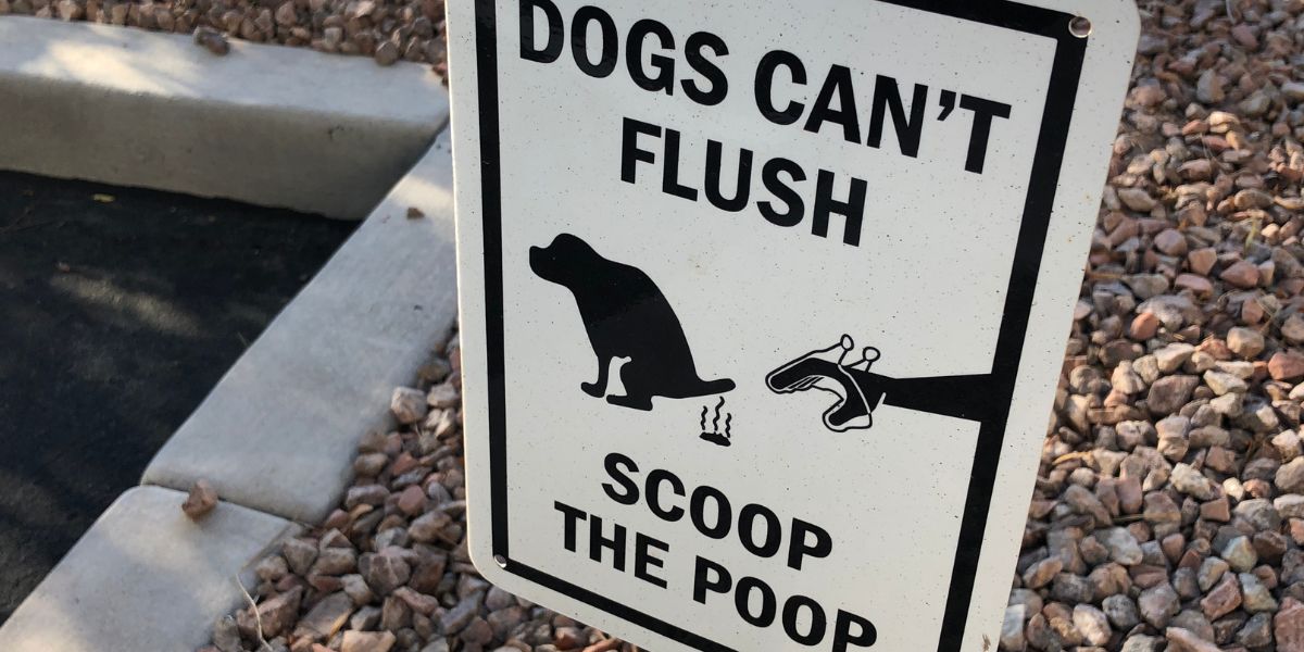A Guide to Managing Dog Poop A Guide to Managing Dog Poop