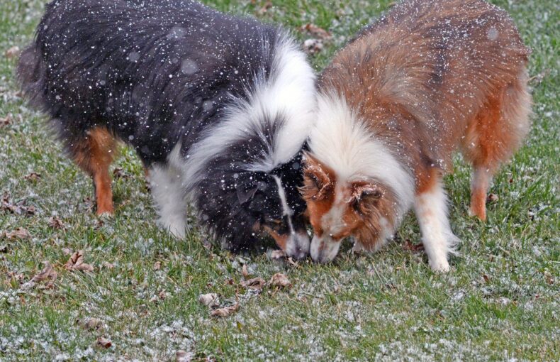 Why Does My Dog Eat Poop?