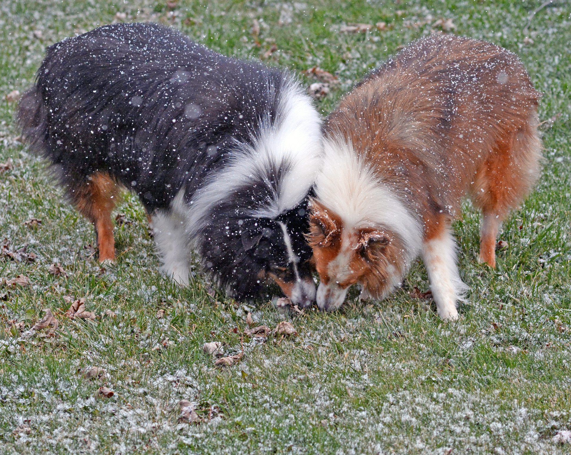 Why Does My Dog Eat Poop? Why Does My Dog Eat Poop?