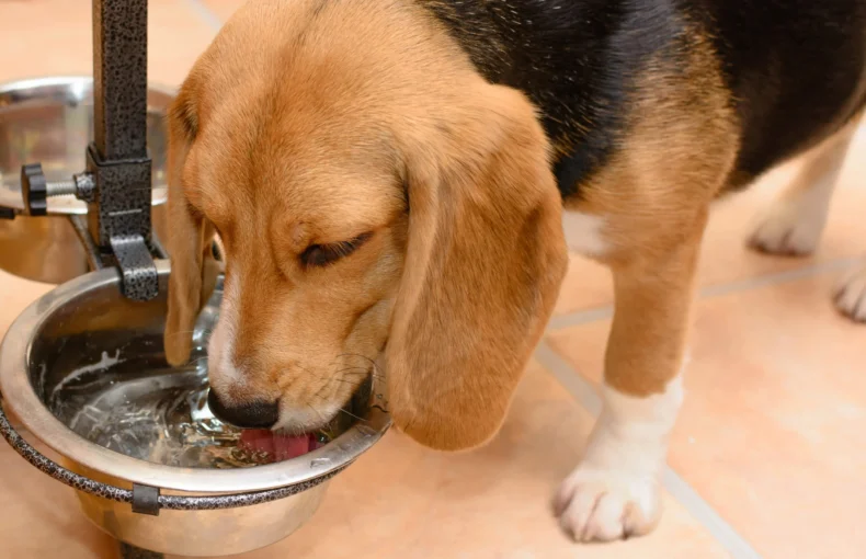 Why Is My Dog Drinking So Much Water? The Clues That Matter Most