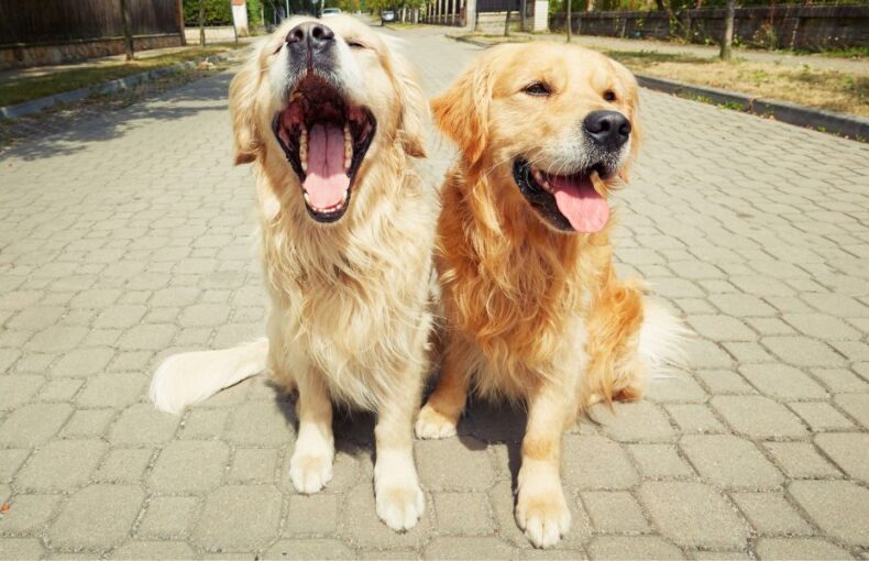 Understanding and Managing Pet Sibling Rivalry