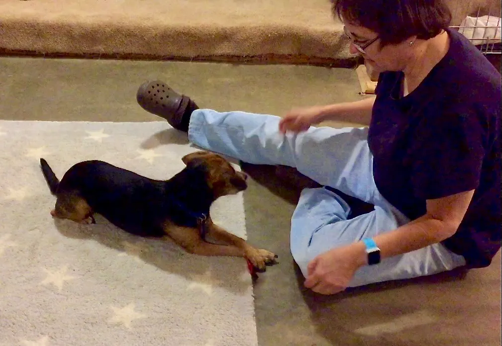A black and rust hound mix lies on a rug in front of a woman. The dog is crossing her paws in front of her.